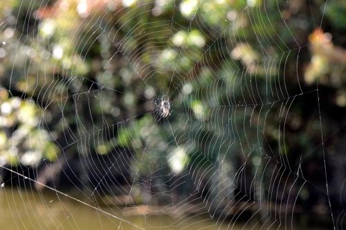 Réf. 266 408 : Larinioides sclopetarius